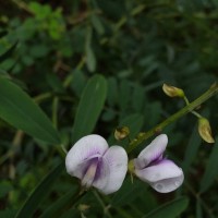 Tephrosia noctiflora Bojer ex Baker